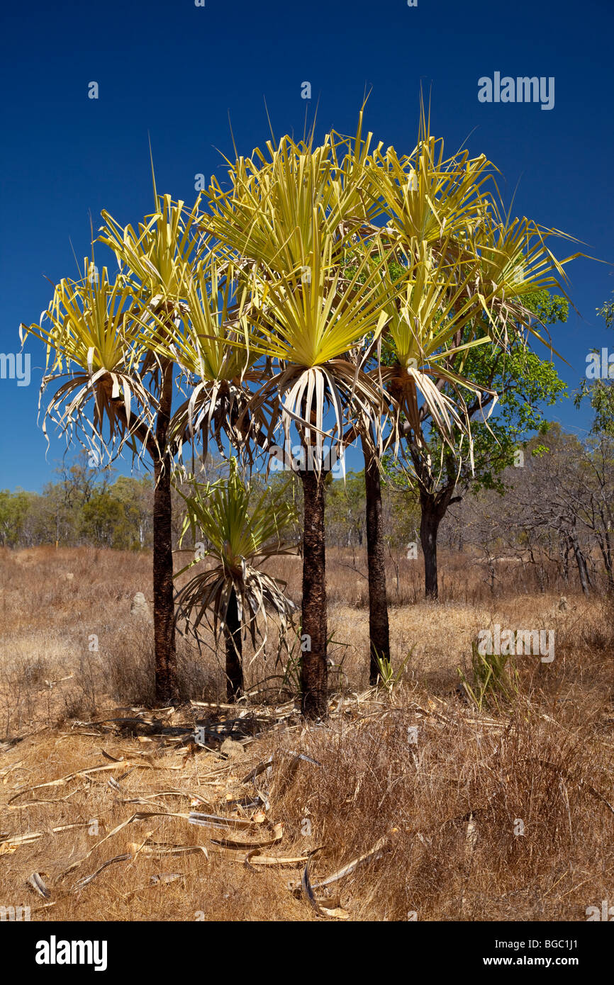 Pandanus hires stock photography and images Alamy
