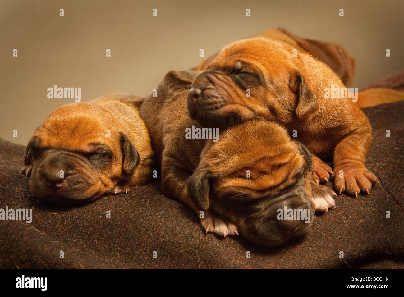 Rhodesian ridgeback puppies, 4 days old. Stock Photo