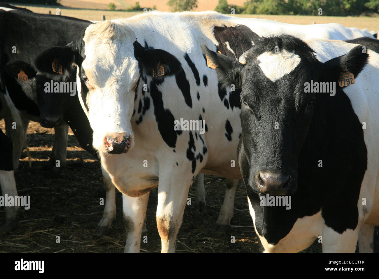 Black and white cows Stock Photo Alamy