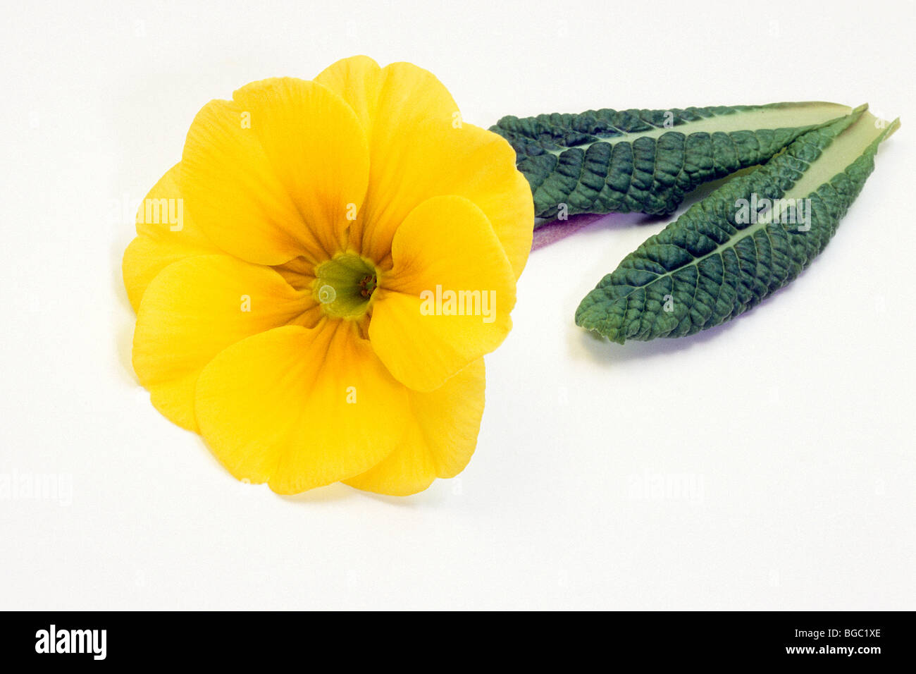 Garden Primrose (Primula acaulis-Hybrid, Primula vulgaris-Hybrid), yellow flower with leaves, studio picture. Stock Photo