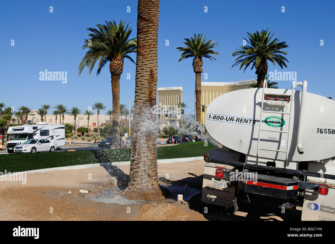 City gardener watering palm trees, Las Vegas, Nevada, USA Stock Photo