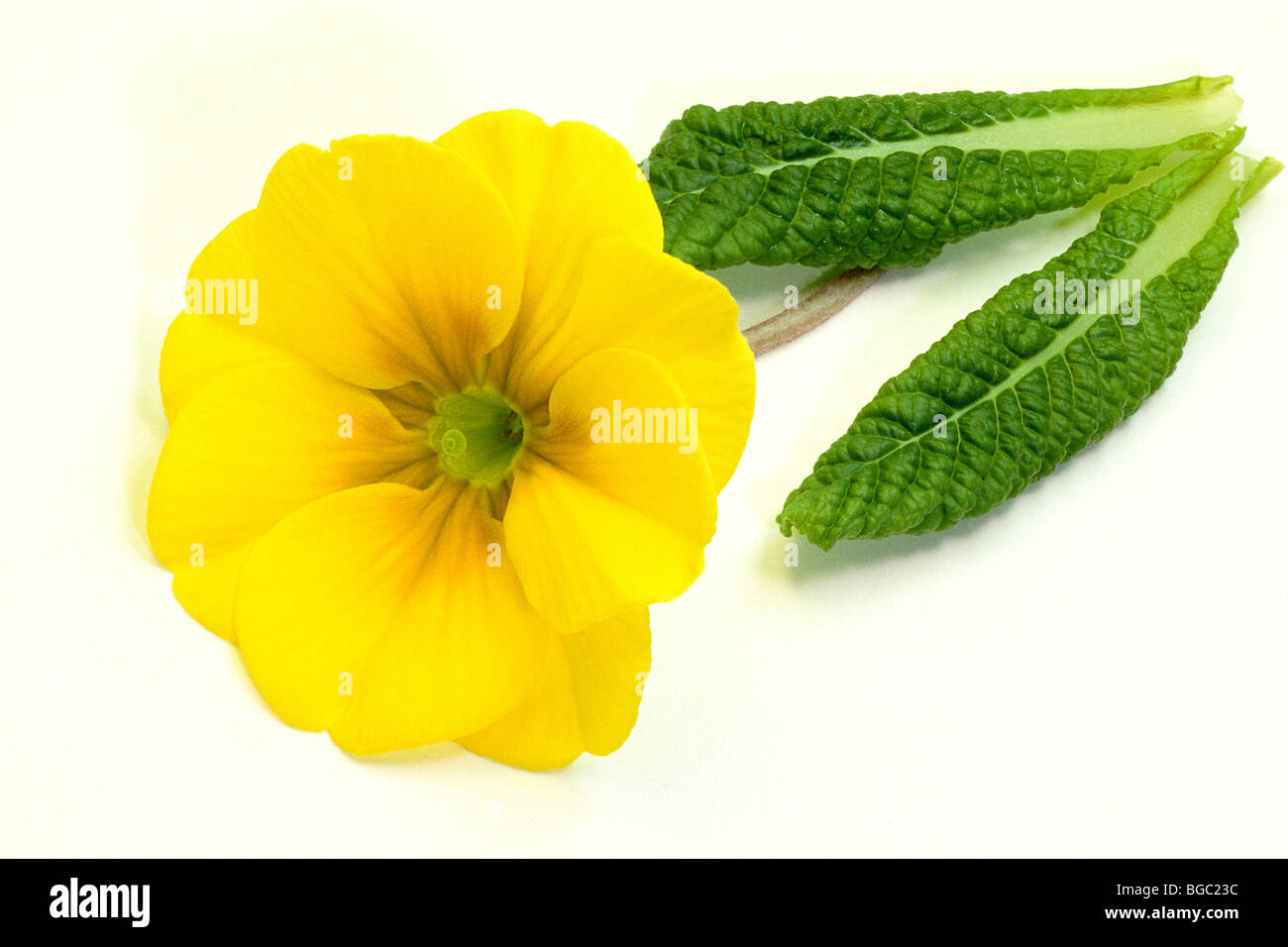 Garden Primrose (Primula acaulis-Hybrid, Primula vulgaris-Hybrid), yellow flower with leaves, studio picture. Stock Photo