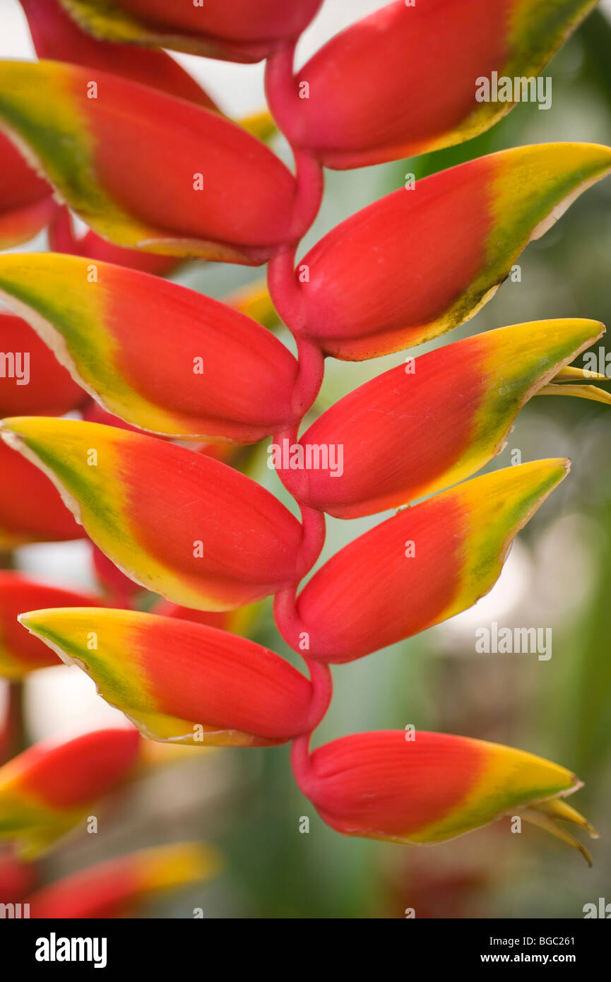 Lobster claw, Heliconia rostrata Stock Photo Alamy