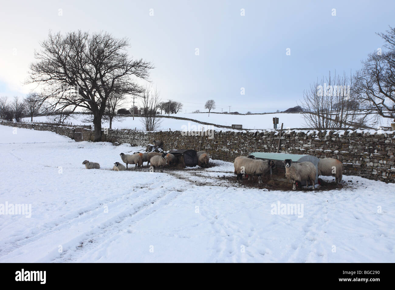 Swaledale Sheep Feeding in Winter Snows Bowlees Upper Teesdale County Durham UK Stock Photo