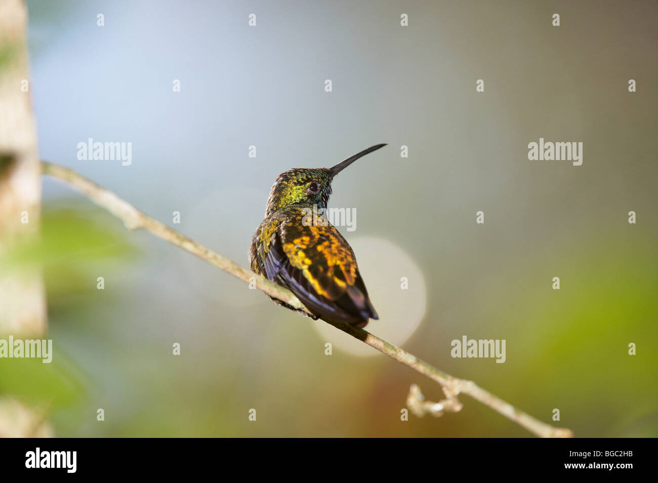 HUMMINGBIRD, Violet capped Woodnymph, Thalurania glaucopis, BIRDS PARK ...