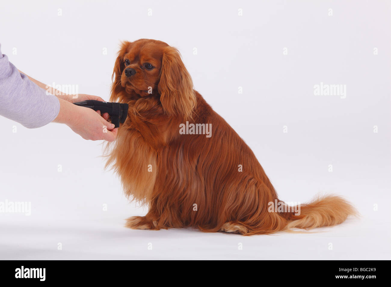 Cavalier King Charles Spaniel, ruby, with protecting boot / dog boots