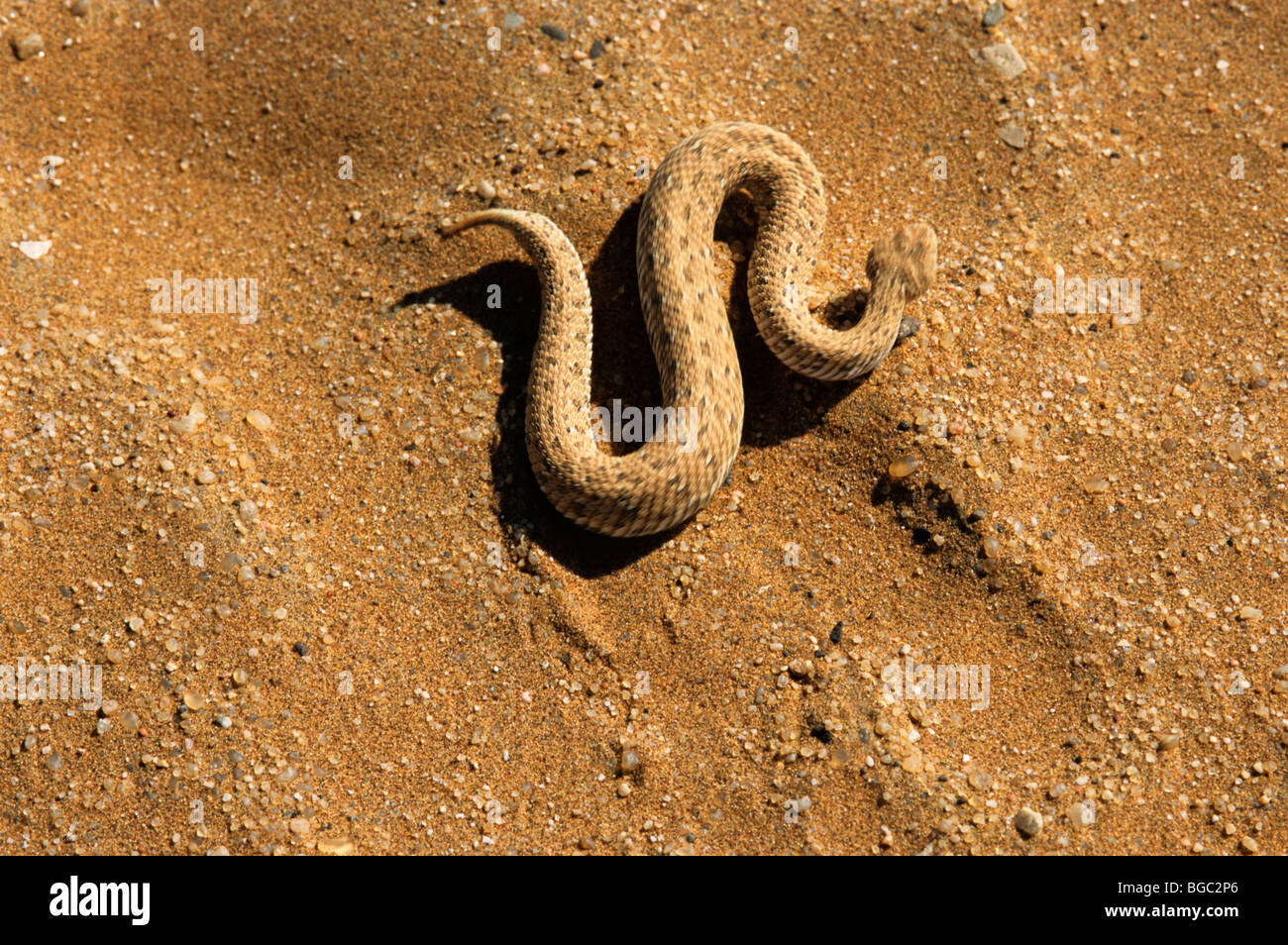 Sidewinder snake, Peringuey's adder, Peringuey's desert adder, Sidewinding adder (Bitis peringueyi), Namib Desert, Namibia, Afr Stock Photo