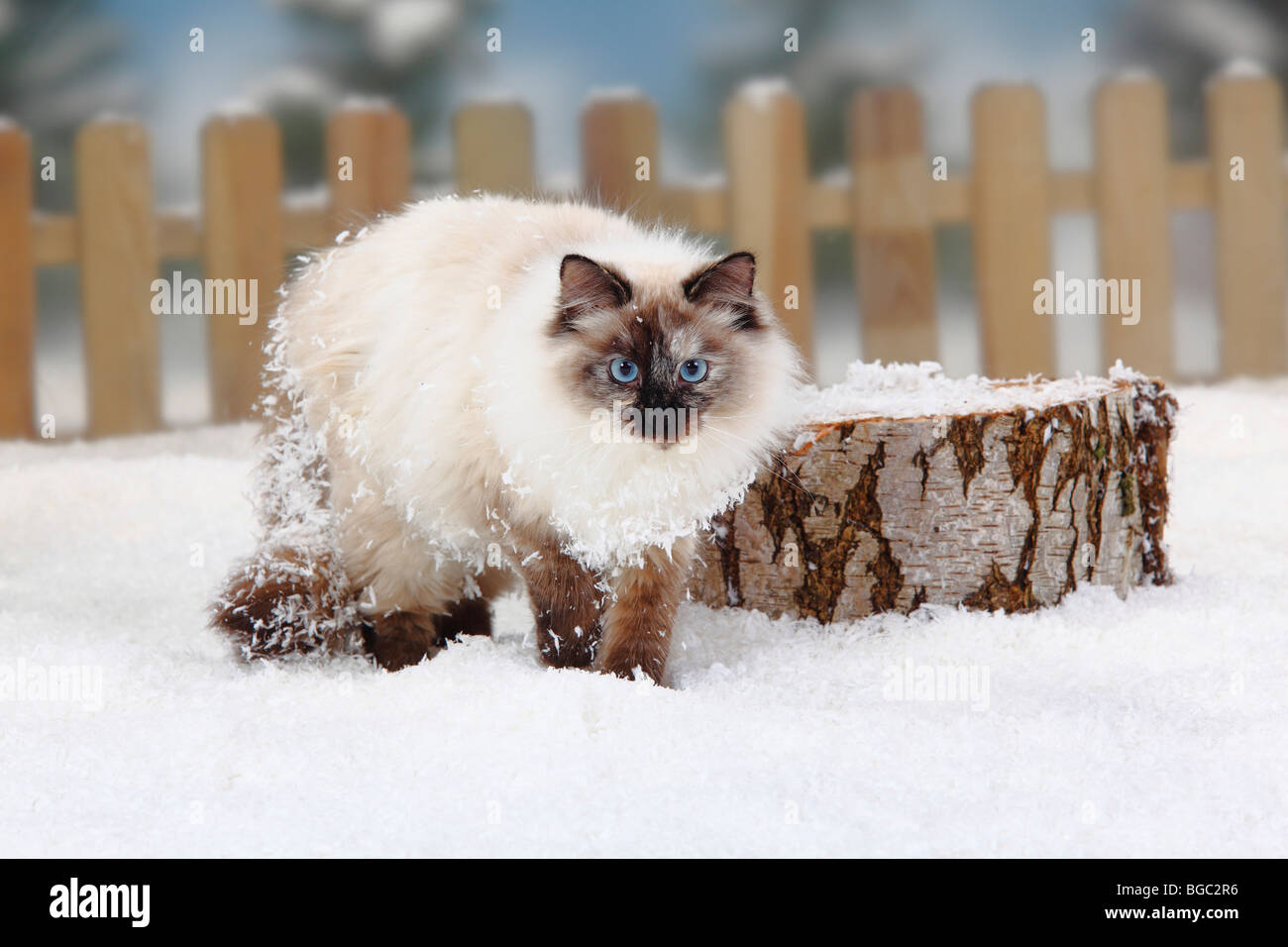 Neva Masquarade / Siberian Forest Cat, Siberian Cat, Siberia, Neva Masquerade Stock Photo
