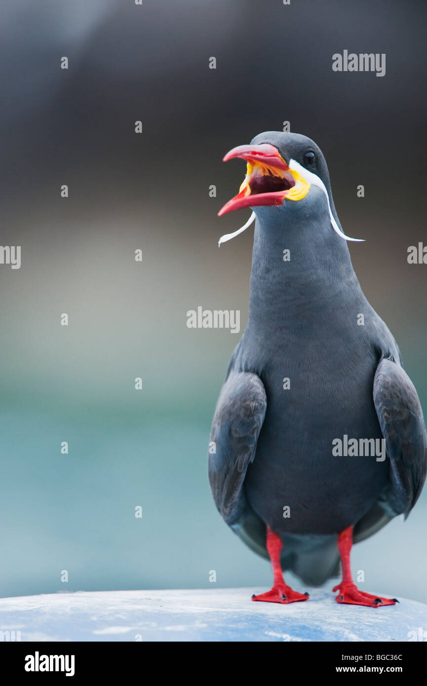 Inca Tern (Larosterna inca) WILD, Pucusana, PERU Stock Photo