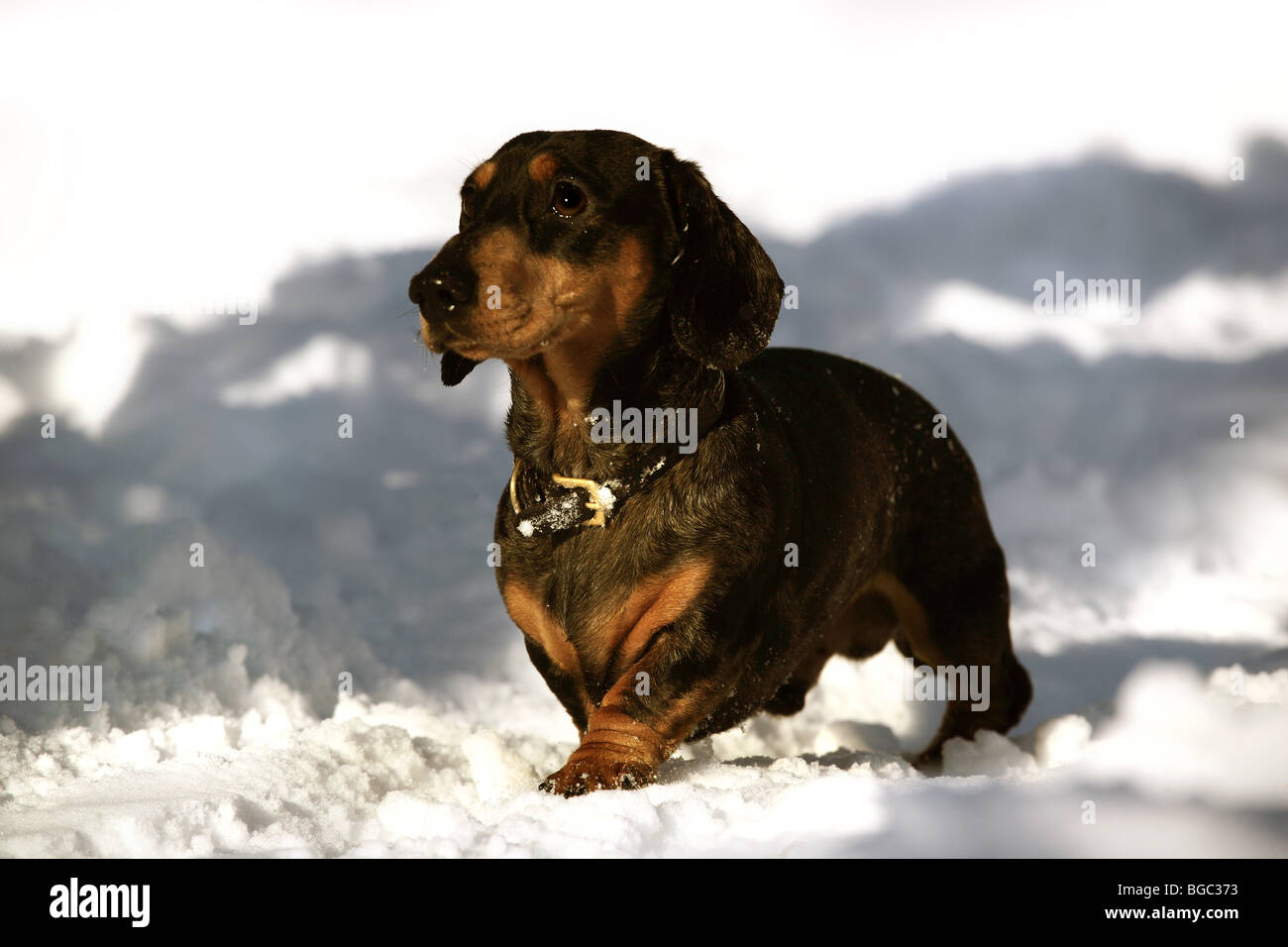Miniature Dachshund in the snow Stock Photo