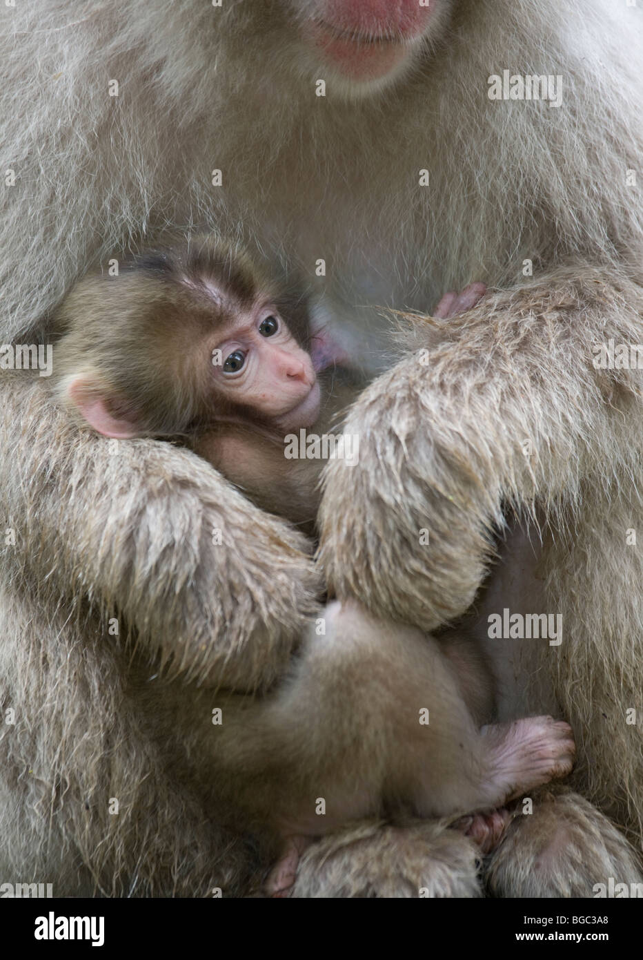 Wild Japanese macaque (Macaca fuscata) mother nursing young infant in ...