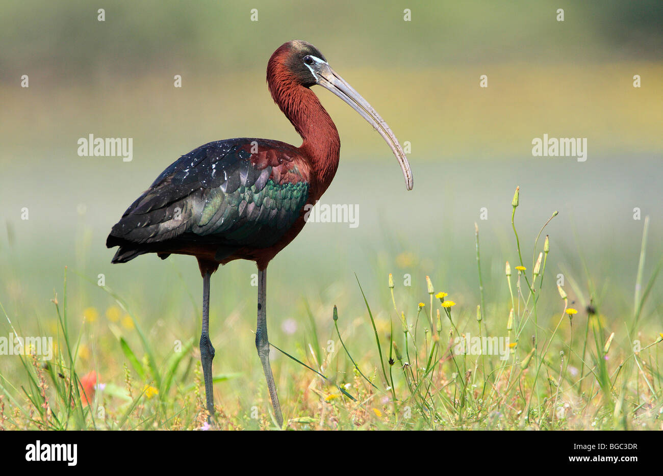 Glossy Ibis (Plegadis falcinellus) at Lake Kerkini, Greece. Stock Photo