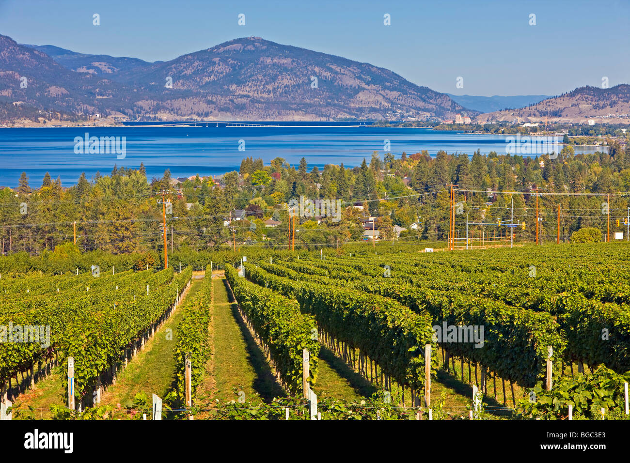 Rows of grapevines growing at a vineyard in Kelowna backdropped by Okanagan Lake, Okanagan, British Columbia, Canada. Stock Photo