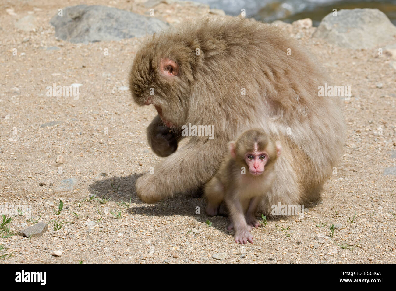 Japanese Macaque (Macaca fuscata) baby exploring while mother forages Stock Photo