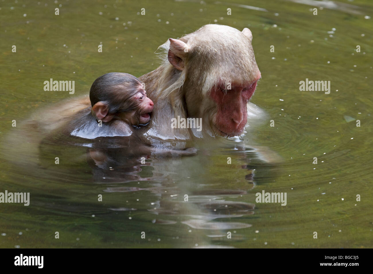 Wild Japanese macaque (Macaca fuscata) newborn baby clinging to mother and crying when she jumped into a thermal pool on Honshu Island in Japan Stock Photo