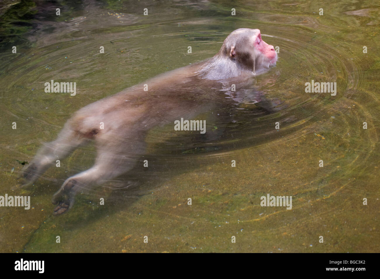 Japanese Macaque (Macaca fuscata) swimming in water of hot spring pool in Nagano Prefecture on Honshu Island, Japan Stock Photo