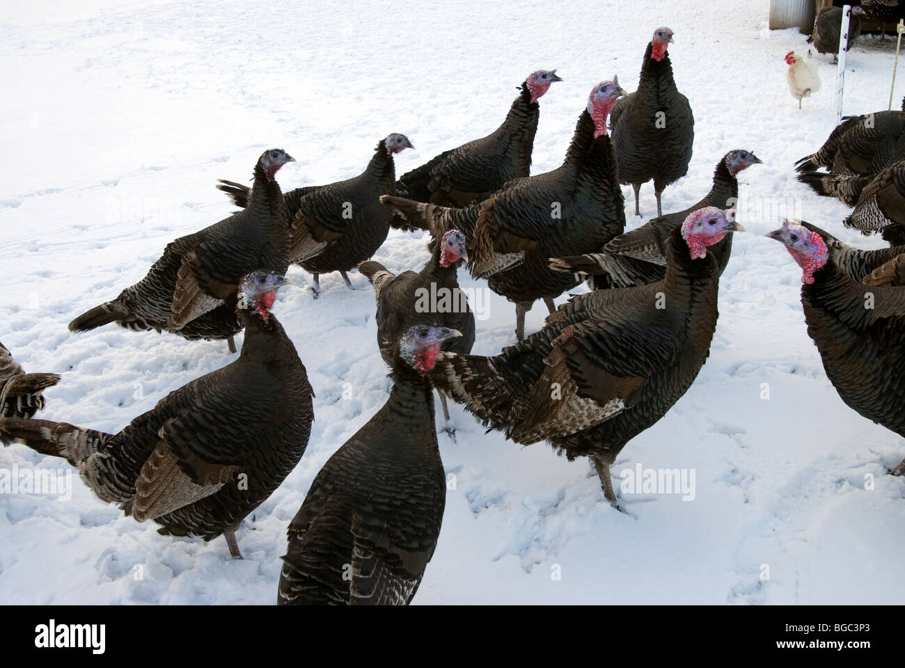 Kelly bronze turkeys hires stock photography and images Alamy
