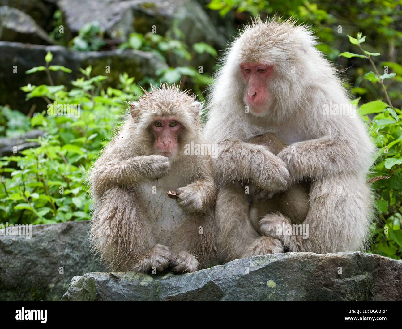 Adult female Japanese Macaque (Macaca fuscata) watching subadult macaque (probably daughter) eating a piece of fruit Stock Photo