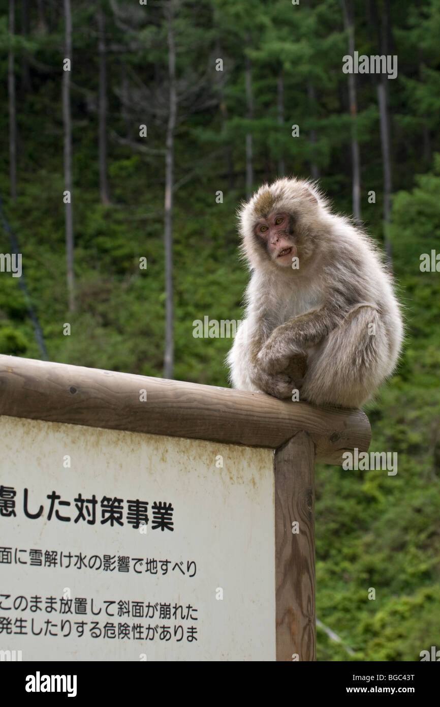 Snow monkey sign hi-res stock photography and images - Alamy Snow monkey sign hi-res stock photography and images - Alamy