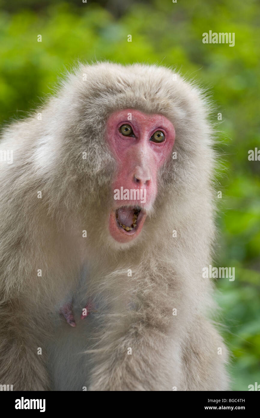 Japanese Macaque threatening another monkey in Nagano Prefecture, on Honshu Island, Japan (Macaca fuscata) Stock Photo