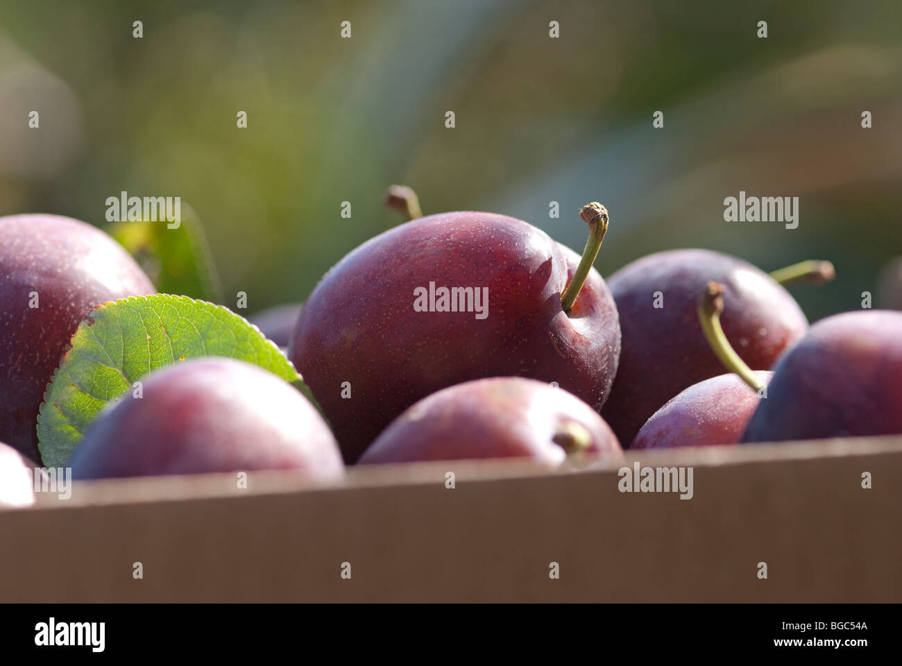 Victoria Plums UK Stock Photo Alamy