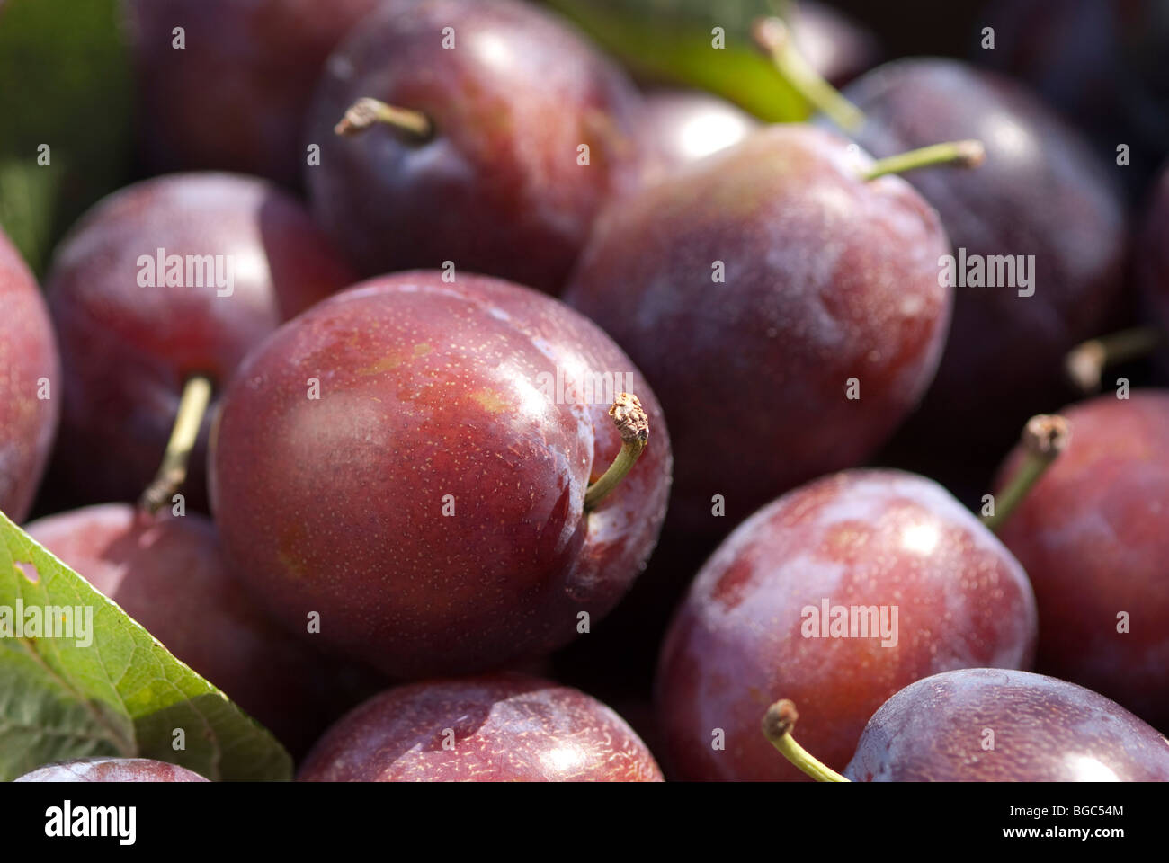 Victoria Plums UK Stock Photo Alamy