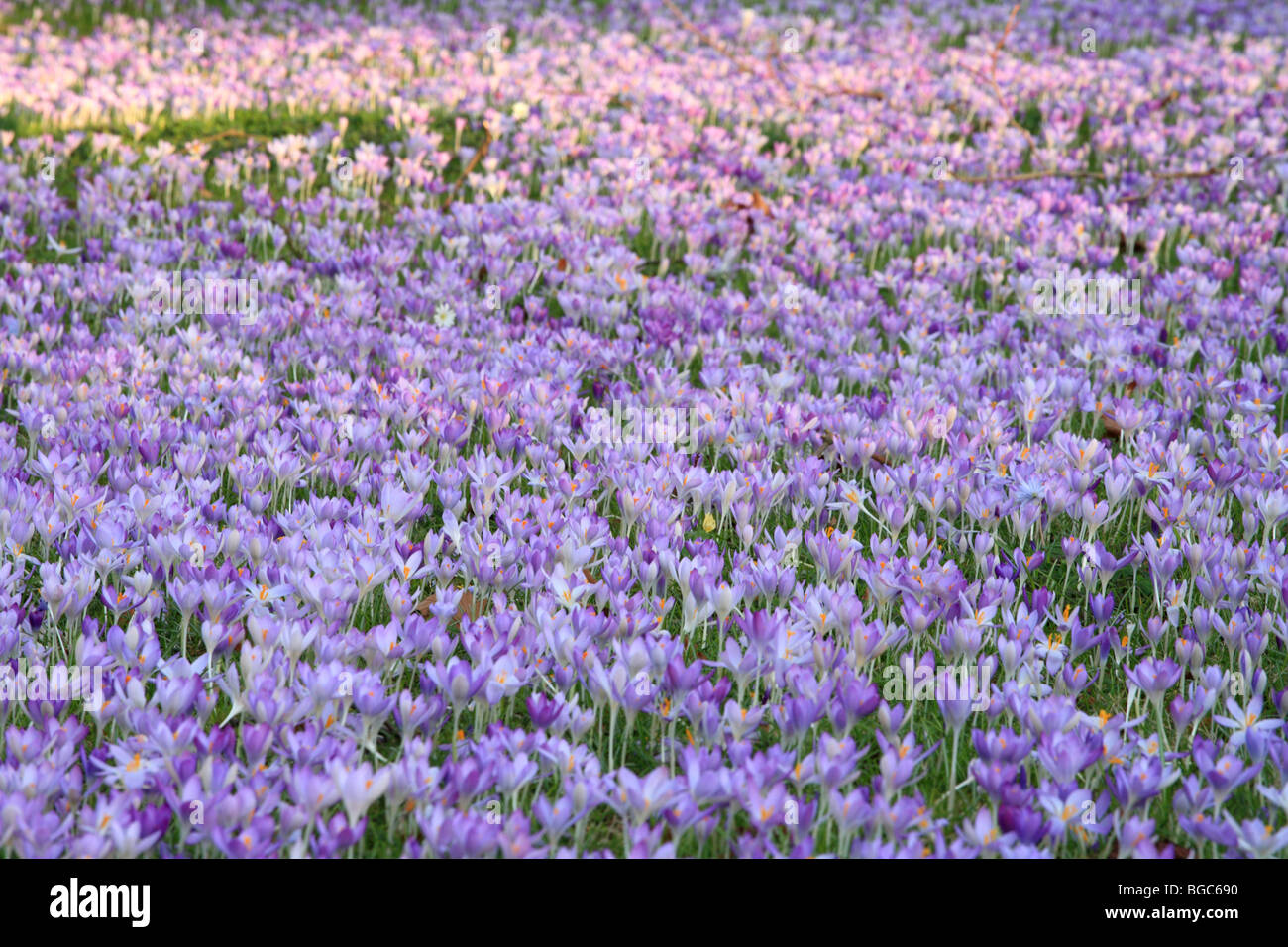 Crocus carpet of purple flowers outside Trinity College on the Cambridge Backs. England UK, spring. Stock Photo