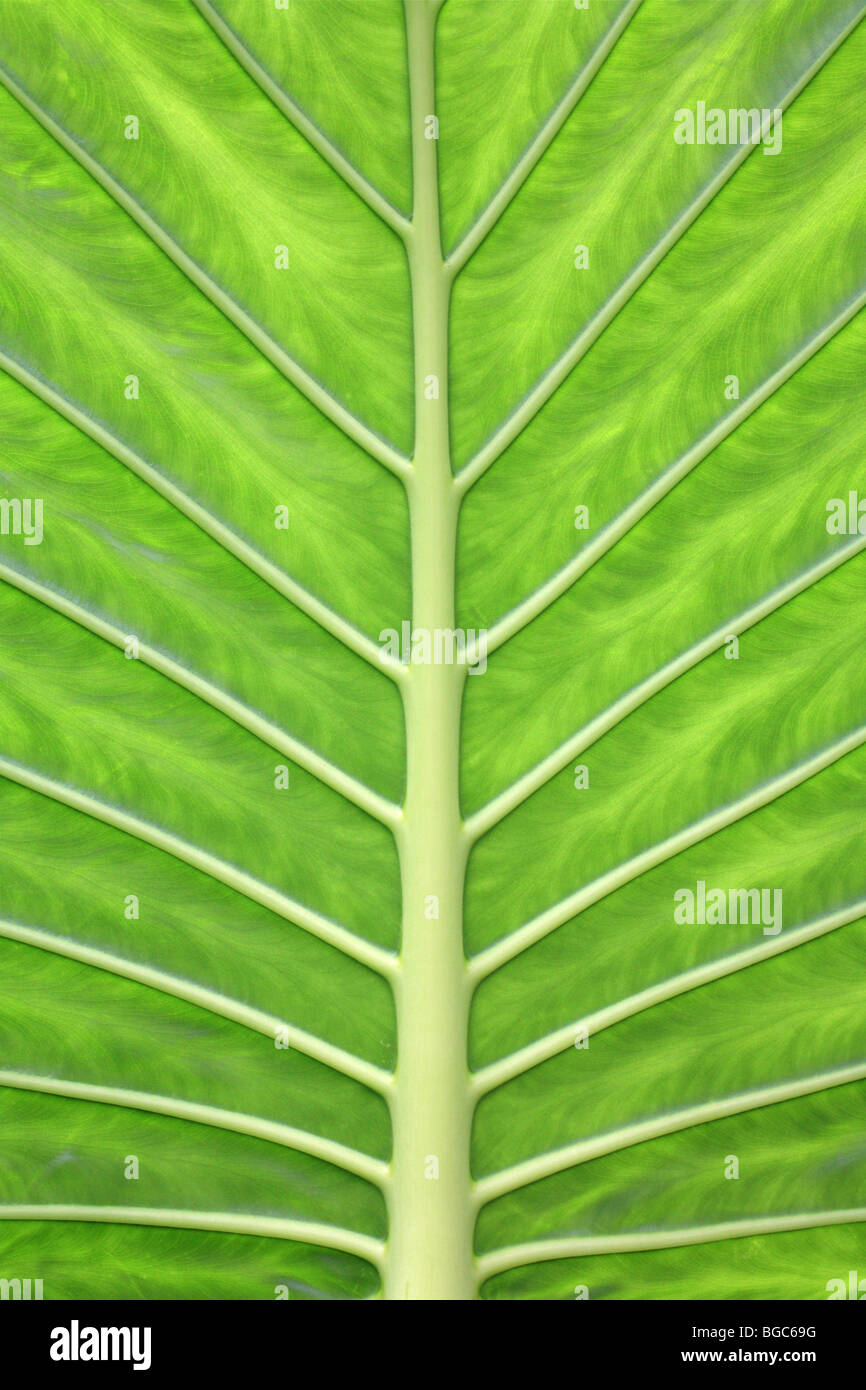 'Green Leaf' vivid green colour veins tropical foliage jungle, Giant Taro Stock Photo