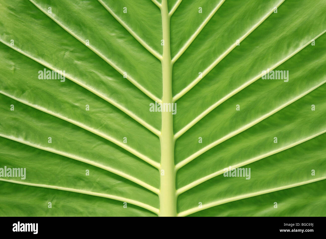 BIG 'Green Leaf' veins underside symmetry symmetrical perfect nature creation jungle, Giant Taro Stock Photo
