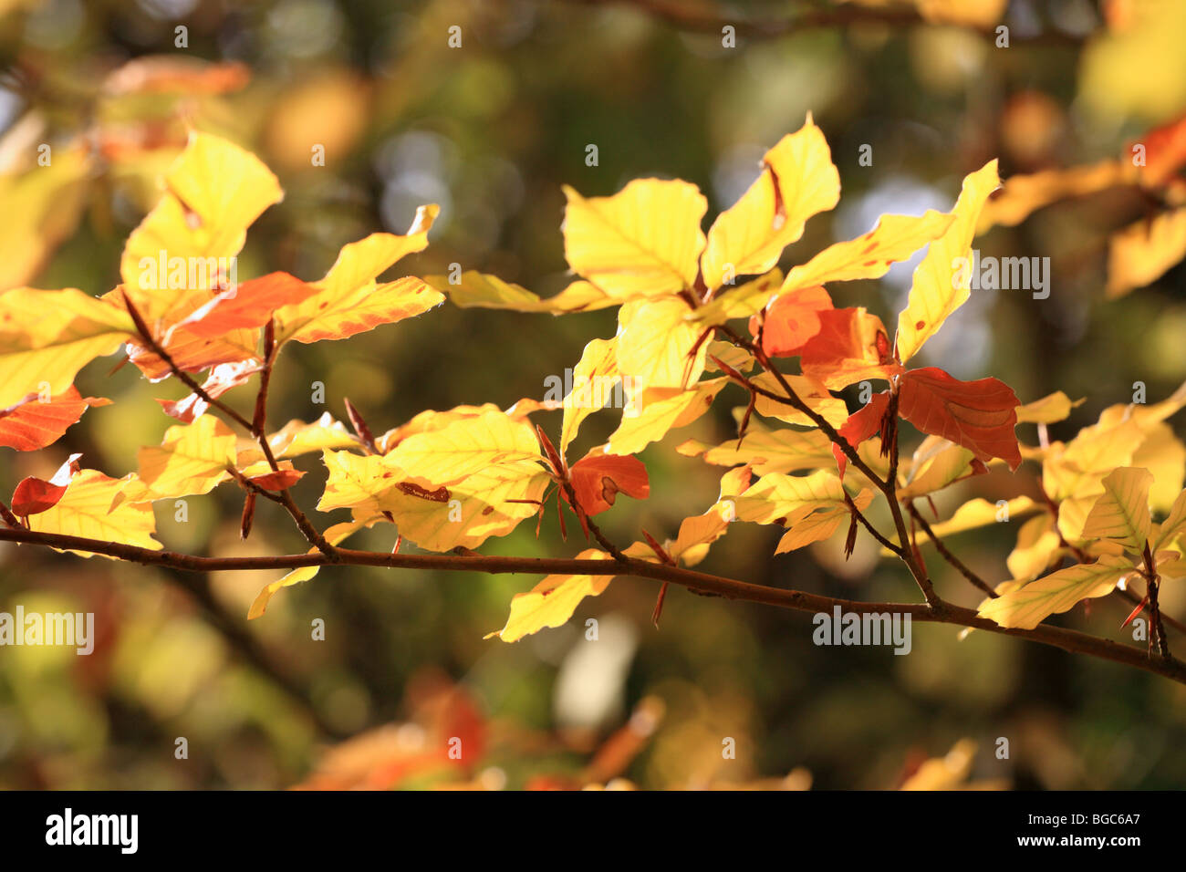 Sunlight filtering through Autumn beech leaves, yellow orange colours. Stock Photo
