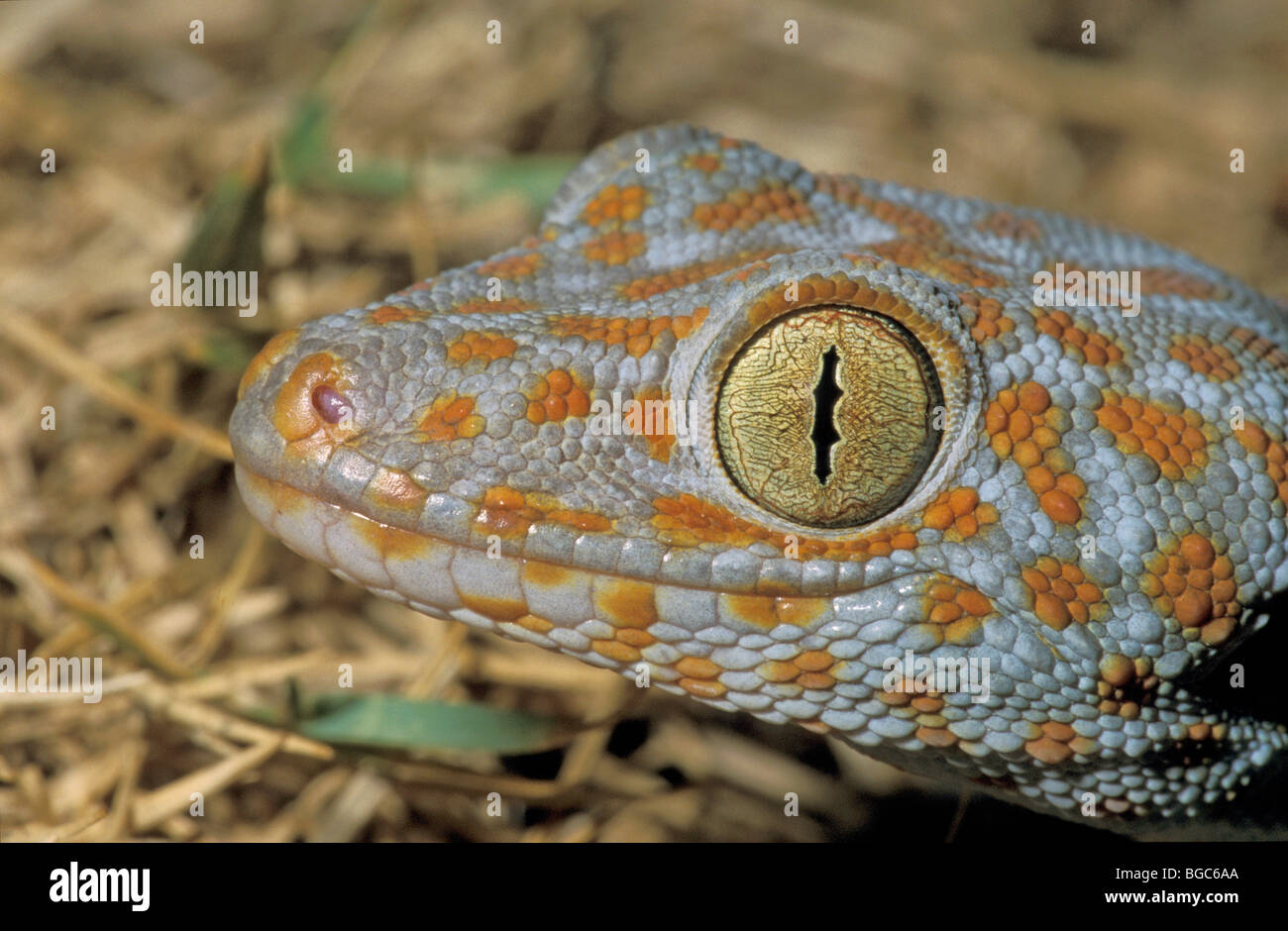 Tokay Gecko Gekko Close Hi res Stock Photography And Images Alamy