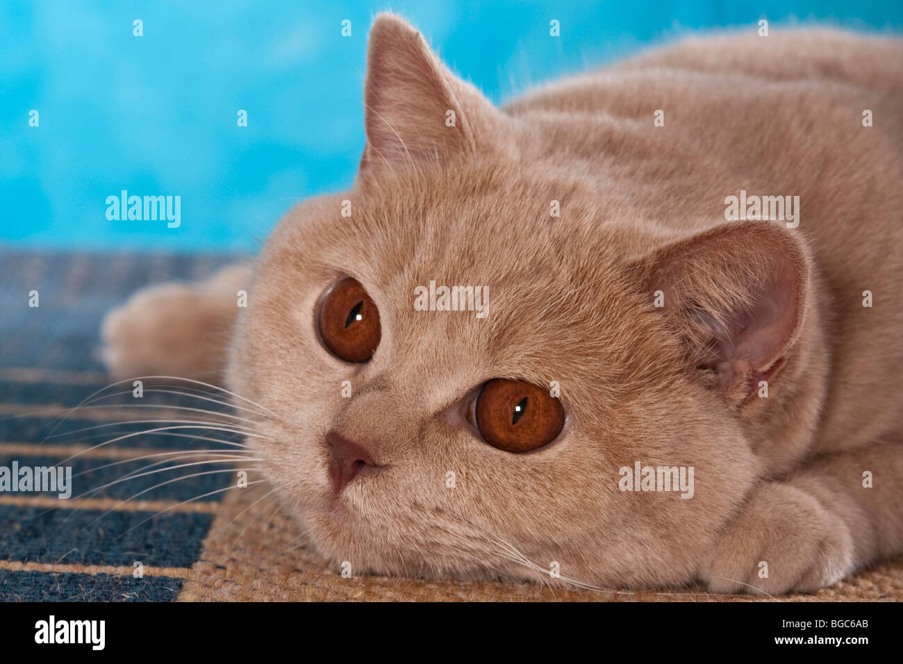 British Shorthair cat dozing Stock Photo