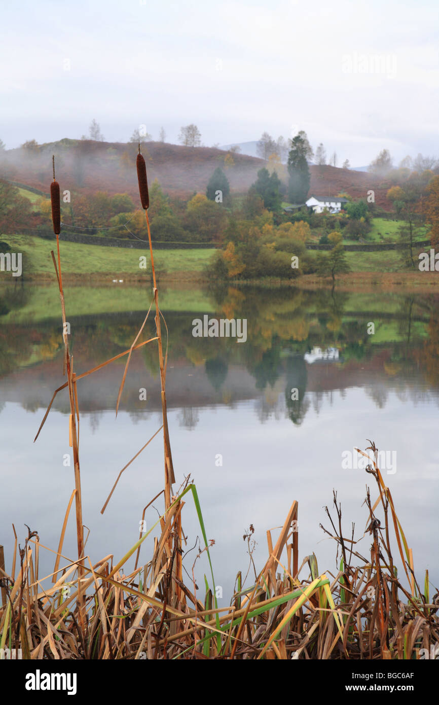 'Loughrigg Tarn', bulrushes at the edge of a calm lake, reflections. English Lake District UK. National Trust. Stock Photo