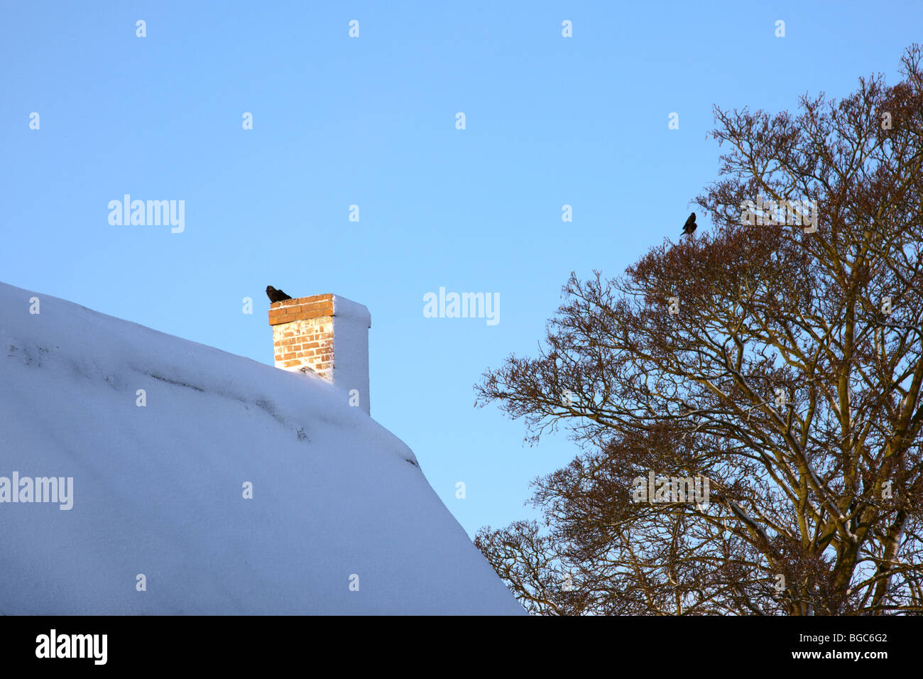 Birds on snow covered chimney Stock Photo