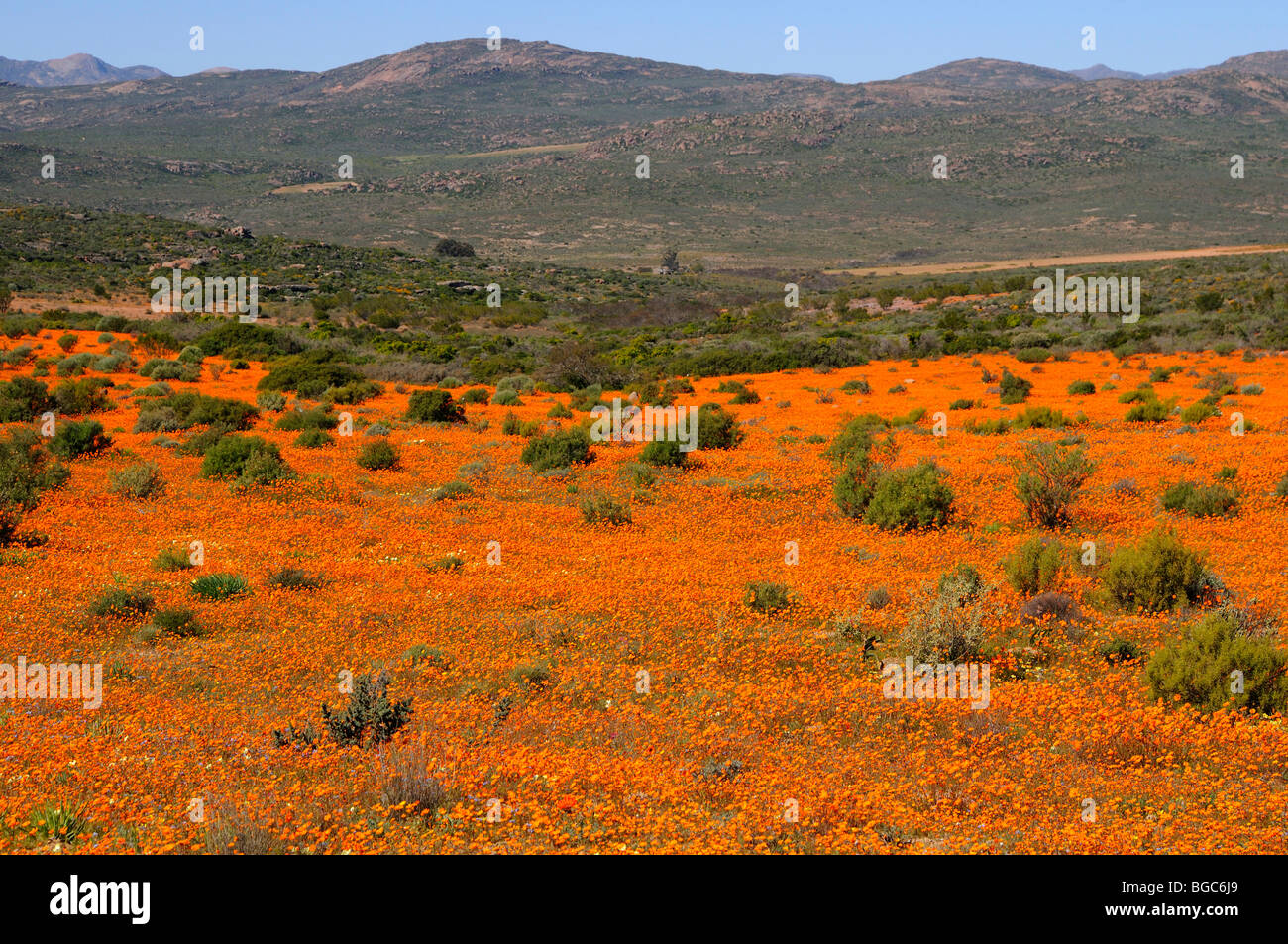 Spring flower meadow in the Skilpad Nature Reserve in Mamieskron, Namaqualand, South Africa, Africa Stock Photo