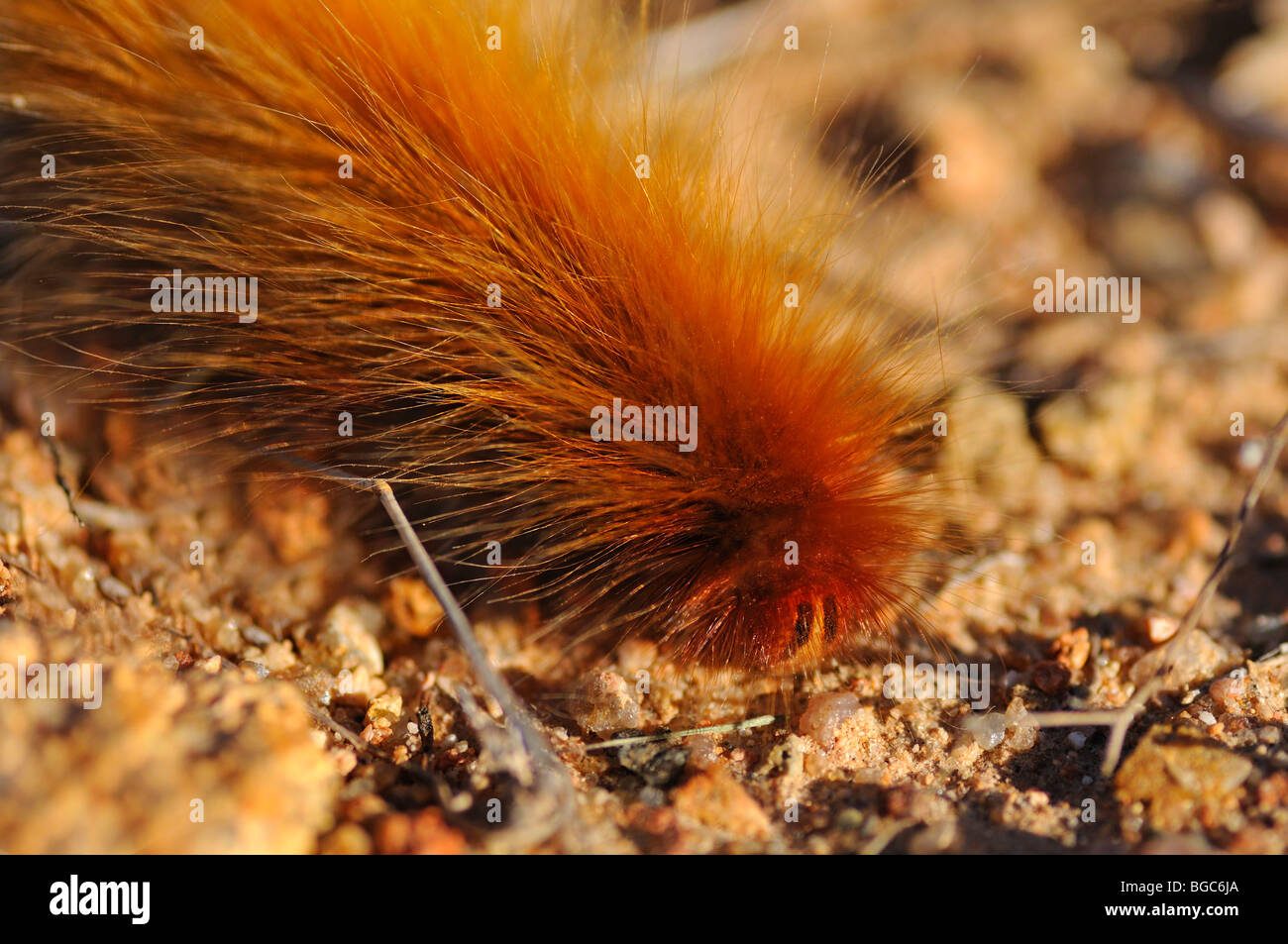 Caterpillar of a moth, Namaqualand, South Africa, Africa Stock Photo