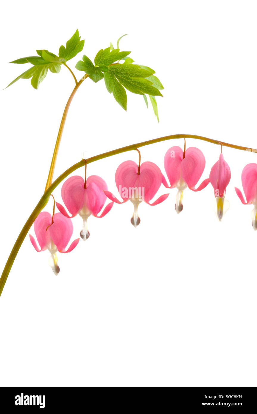 Bleeding heart (Dicentra spectabilis) Stock Photo