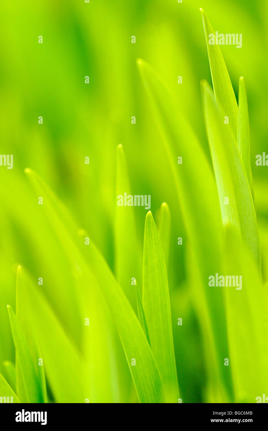 Leaves of a lily (Lilium) Stock Photo