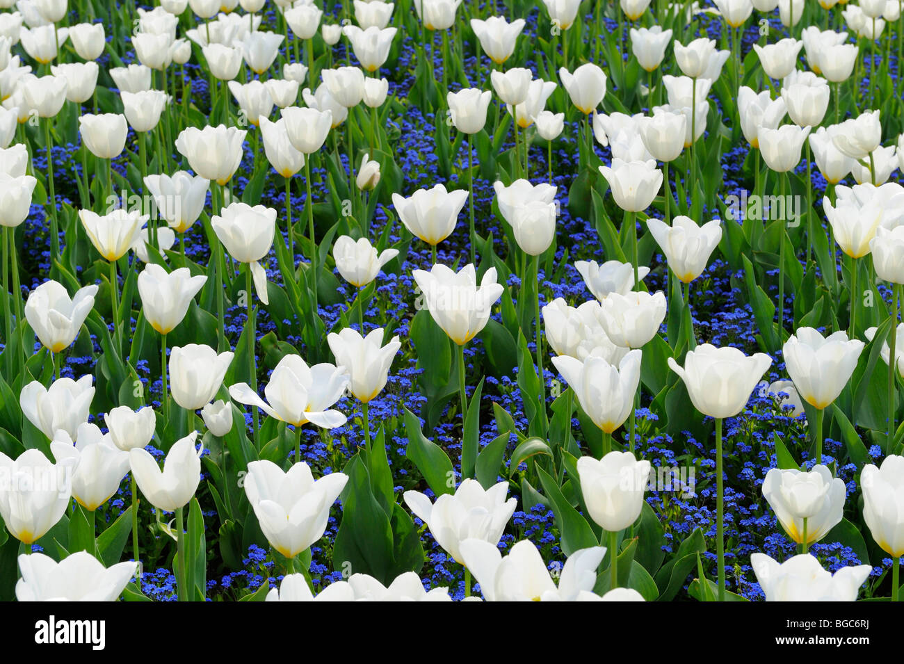Tulips (Tulipa) Stock Photo