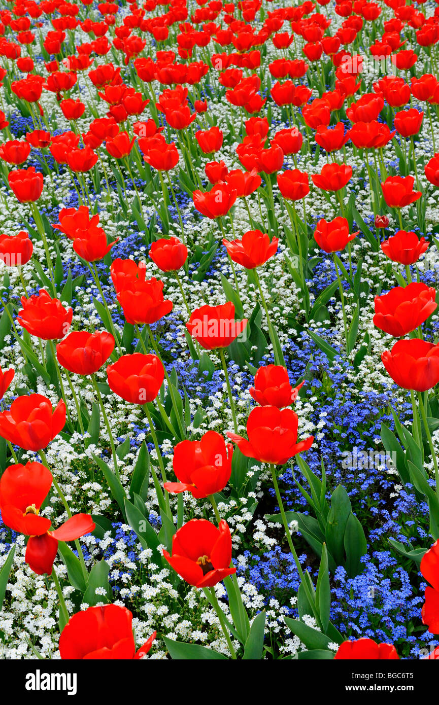 Bed of tulips Stock Photo