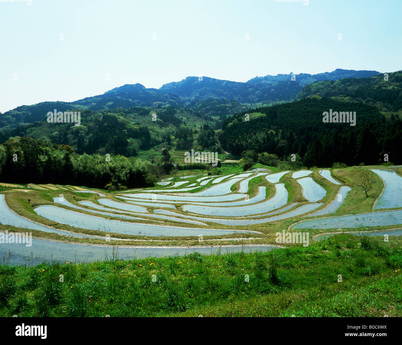 Oyama Senmaida Kamogawa Chiba Japan Stock Photo Alamy Oyama Senmaida Kamogawa Chiba Japan Stock Photo Alamy