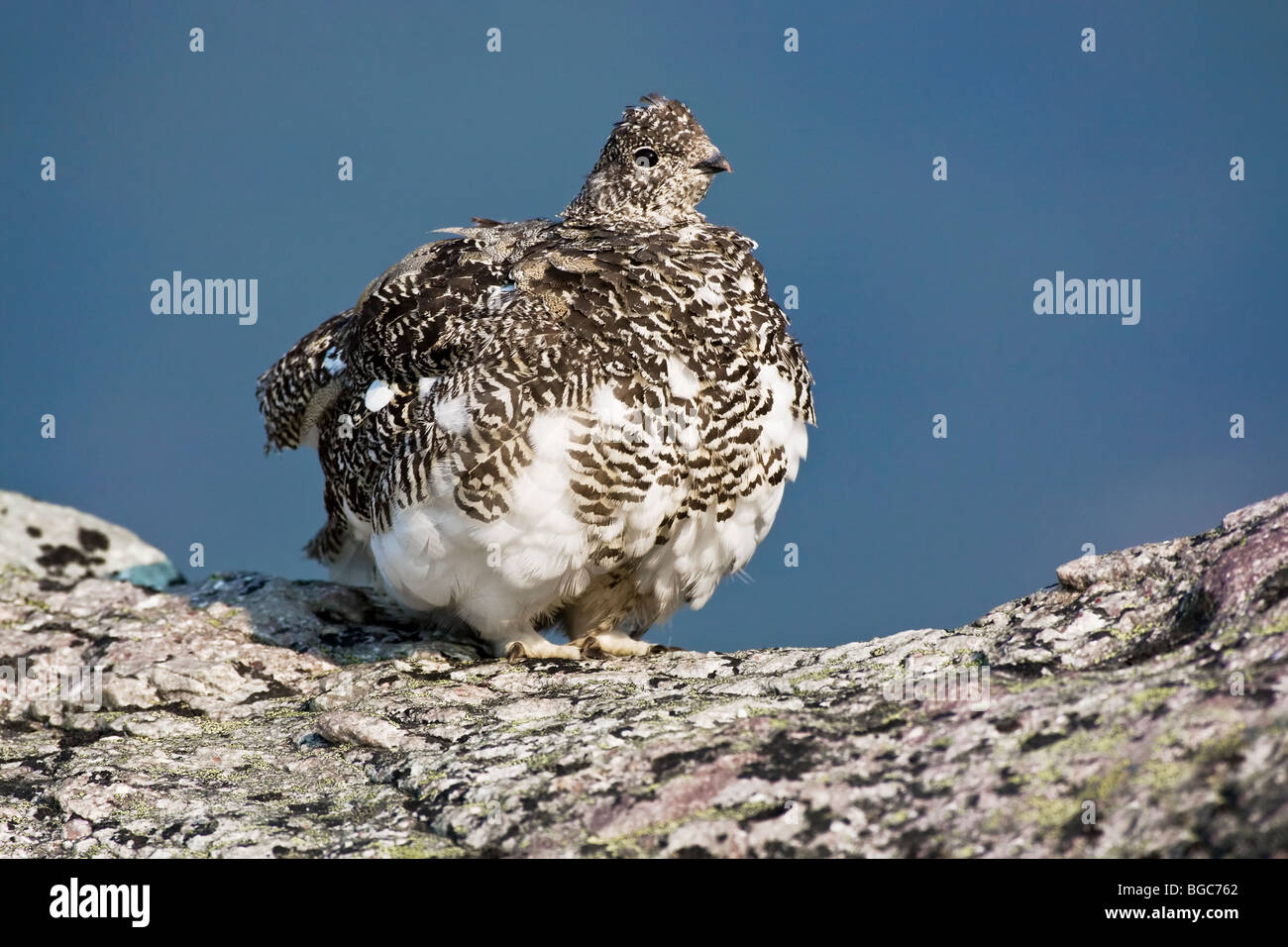 White tailed Ptarmigan rustling feathers Stock Photo