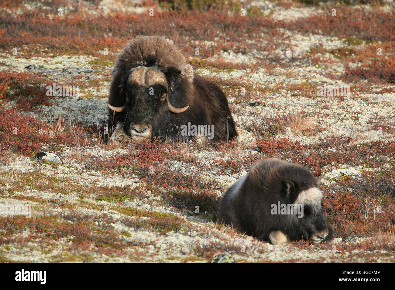 Adult Musk Ox and calf in relaxed position in Dovrefjell national park, Norway. Stock Photo
