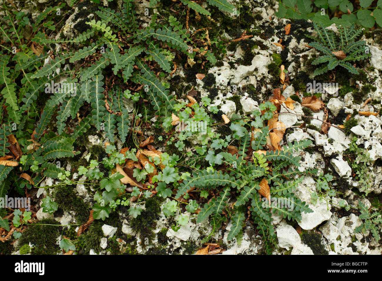 Rustyback (Ceterach officinarum) fern on limestone, Paklenica National Park, Velebit Mountains, Dalmatia, Croatia, Europe Stock Photo