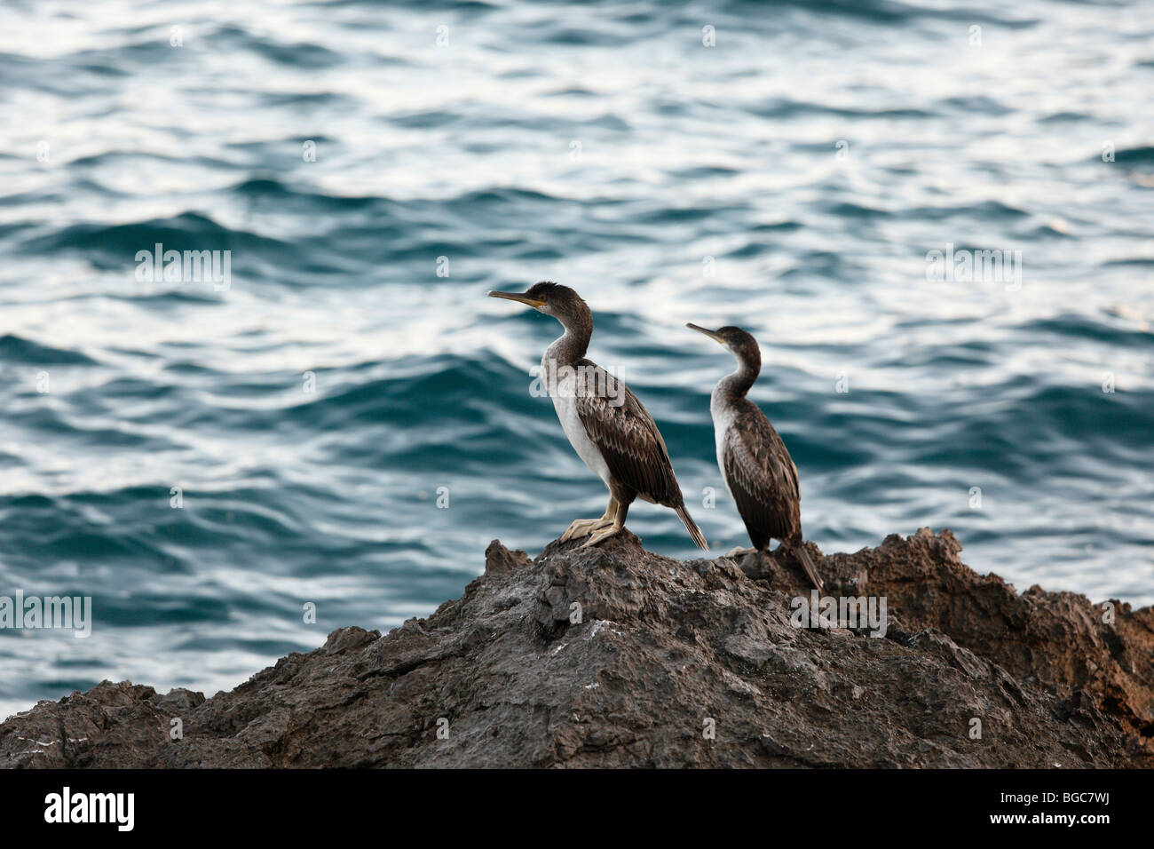 Great Cormorants (Phalacrocorax carbo) on a rock by the sea, Croatia, Europe Stock Photo