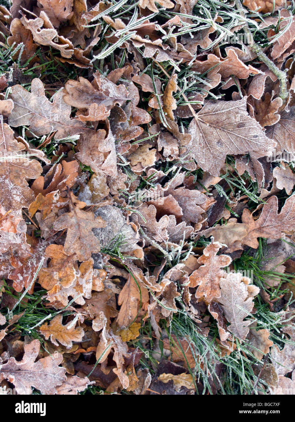 Forest floor covered in leaves hi-res stock photography and images - Alamy