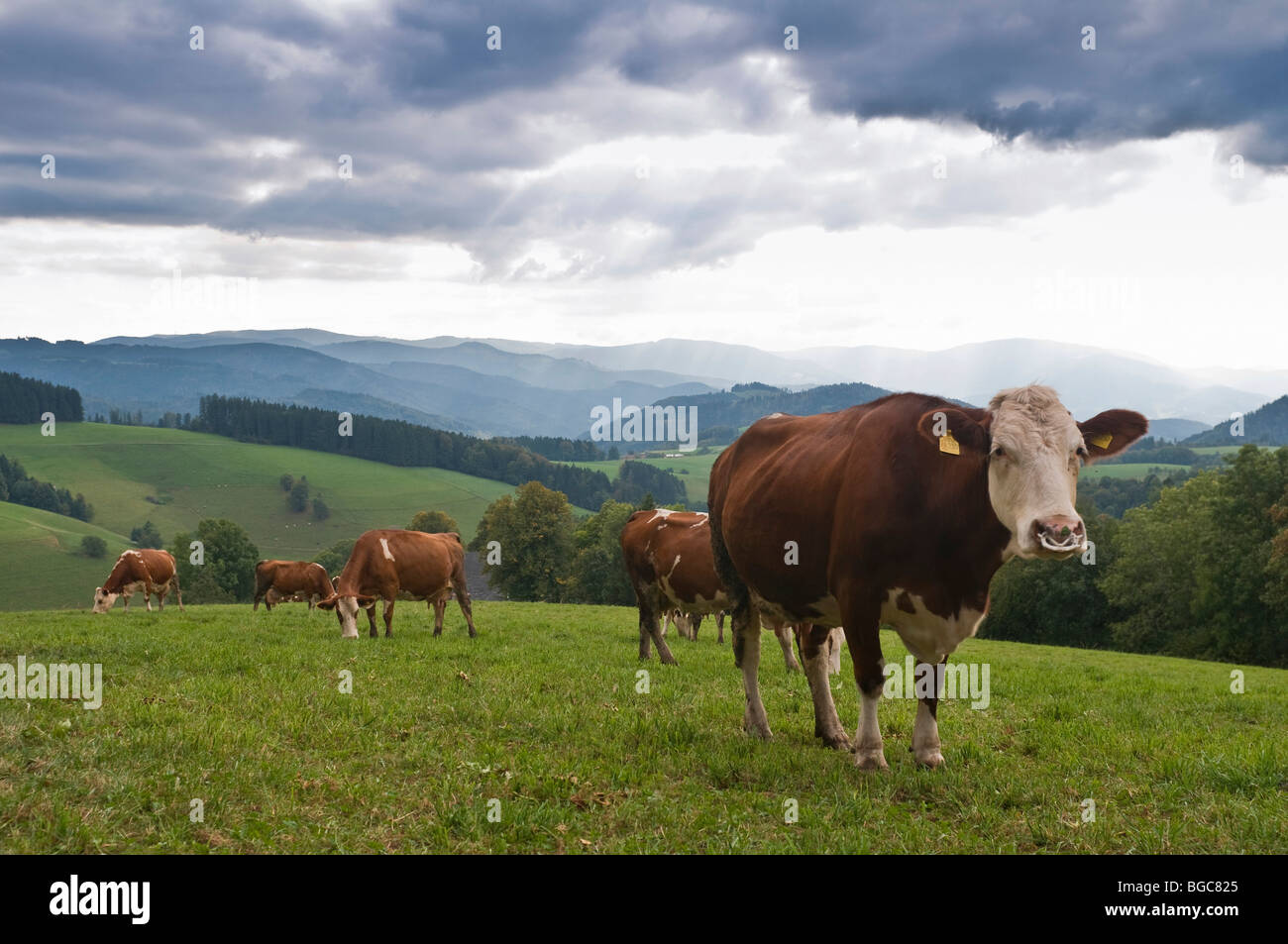 Dairy cows, Black Forest, Baden-Wuerttemberg, Germany, Europe Stock Photo