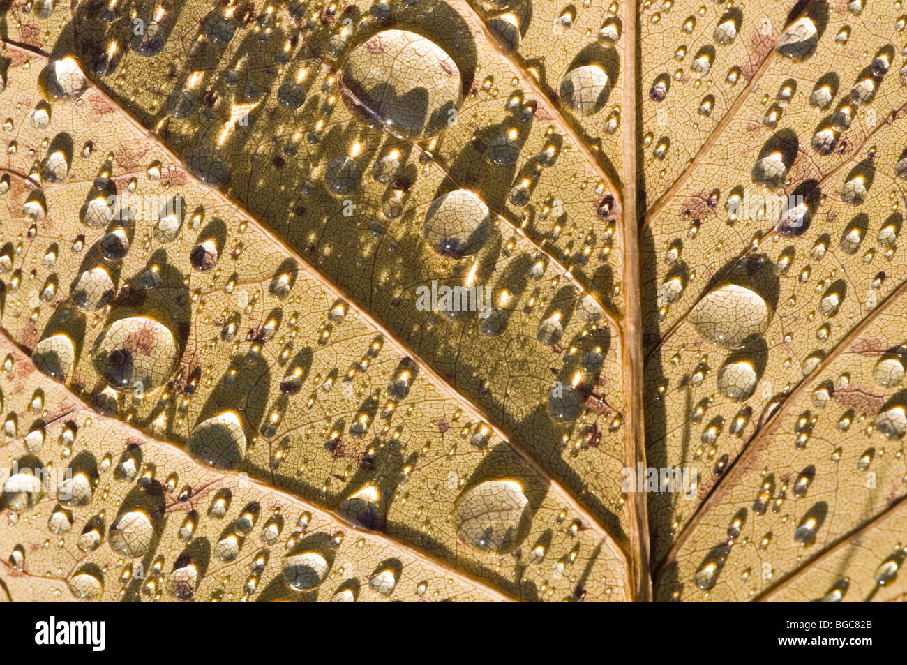 Raindrops on leaf Stock Photo