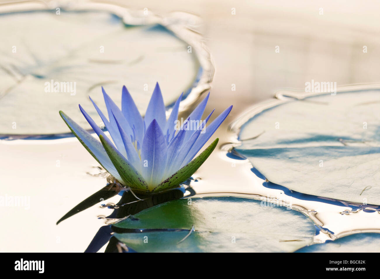 Water-lily (Nuphar) Stock Photo