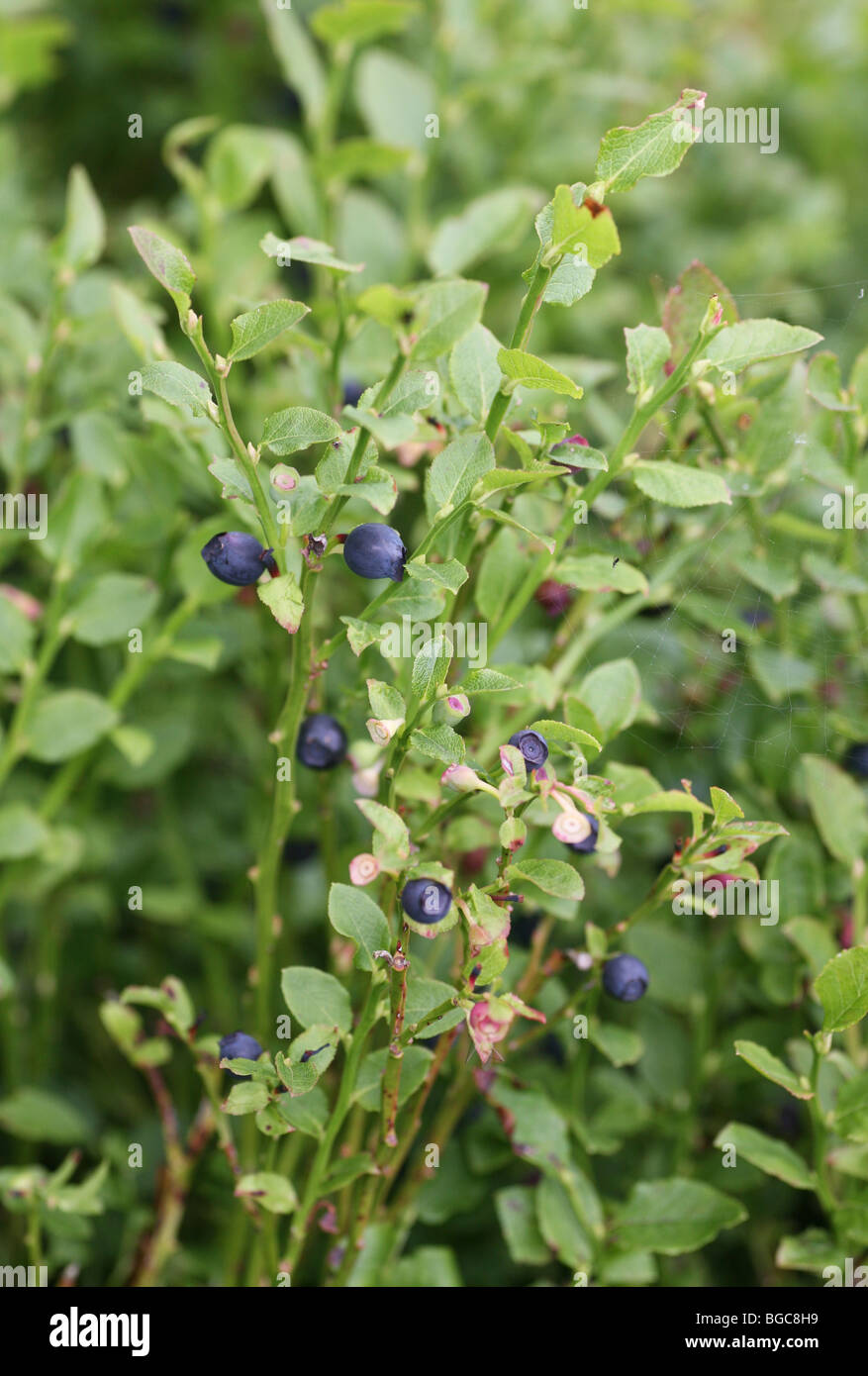 A Bilberry plant, a lowgrowing shrub in the genus Vaccinium